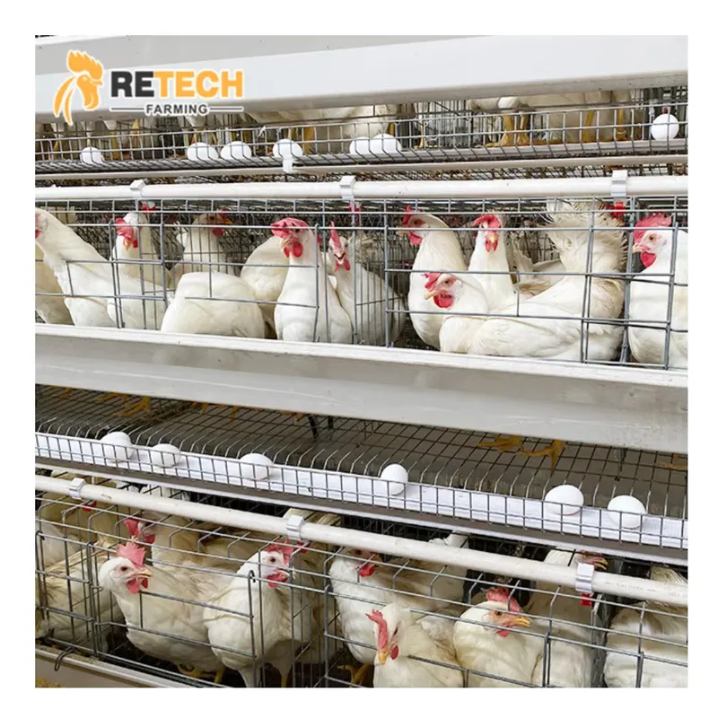 Farming Africa - Automatischer Eierlegehennenkäfig für Geflügelzucht und Hühnerställe