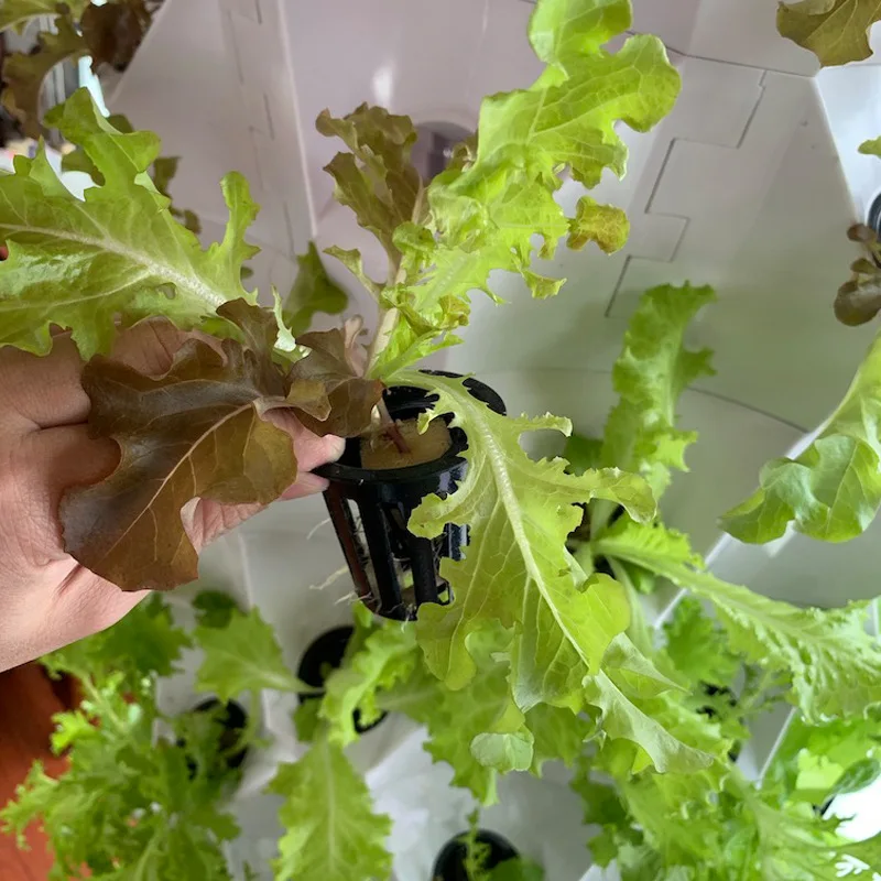 Landwirtschaftliche Gewächshäu – Agriculture Vertical Farming Bewertung und Preis