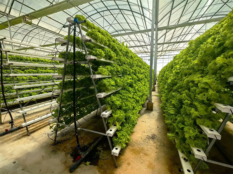 Landwirtschaftliche Gewächshäu – Agriculture Vertical Farming Bewertung und Preis