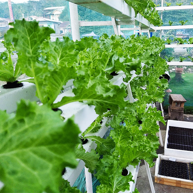 Landwirtschaftliche Gewächshäu – Agriculture Vertical Farming Bewertung und Preis